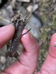 Cambarus carinirostris