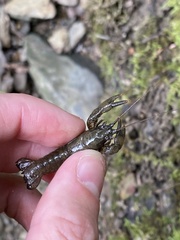 Cambarus carinirostris