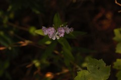 Phlox carolina