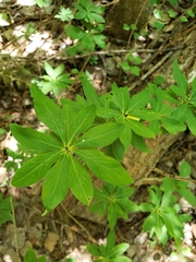Daphne mezereum