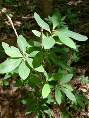 Daphne mezereum