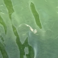 Chrysaora chesapeakei