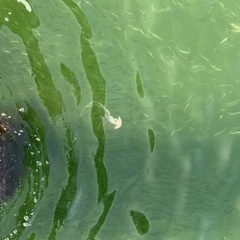 Chrysaora chesapeakei