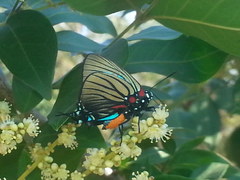 Atlides polybe