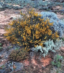 Acacia inamabilis