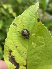 Orsilochides variabilis