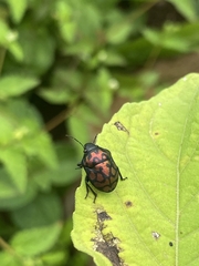 Orsilochides variabilis