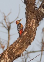 Dendrocopos hyperythrus