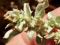 Atriplex coulteri