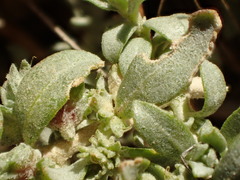 Atriplex coulteri