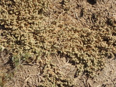 Atriplex coulteri