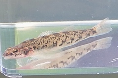 Glassy Darter photo 4