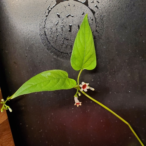 Paederia foetida