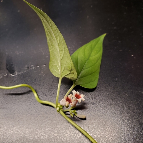Paederia foetida