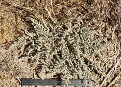 Atriplex parishii