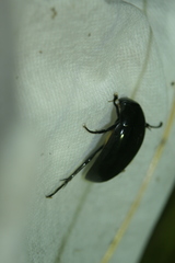 Hydrophilus aterrimus