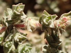 Atriplex parishii