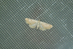 Eupithecia simpliciata
