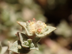 Atriplex parishii
