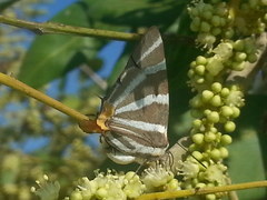 Panthiades bathildis