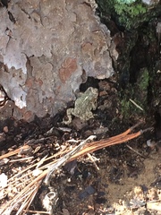Incilius occidentalis