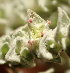 Atriplex parishii