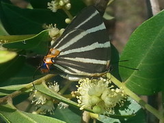 Panthiades bathildis