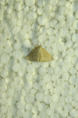 Psammotis pulveralis