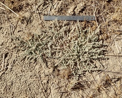 Atriplex parishii