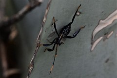 Acanthocephala thomasi