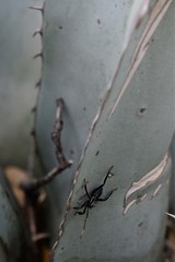 Acanthocephala thomasi