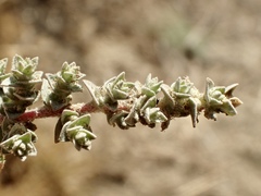 Atriplex parishii