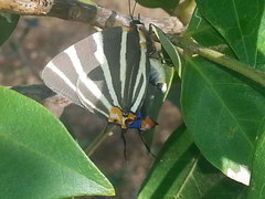 Panthiades bathildis