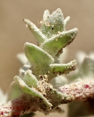 Atriplex parishii