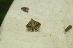 Drasteria caucasica