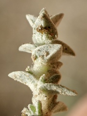 Atriplex parishii