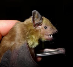 Scotophilus dinganii