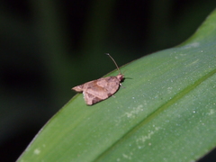 Neocalyptis