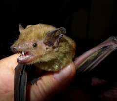 Scotophilus dinganii