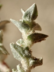 Atriplex parishii