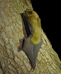 Scotophilus dinganii