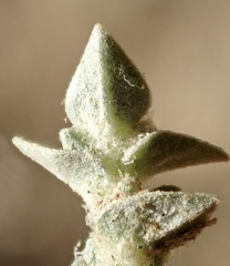 Atriplex parishii