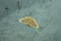 Cyclophora albiocellaria