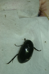 Hydrophilus aterrimus