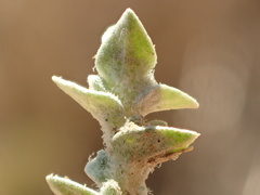 Atriplex parishii