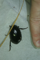 Hydrophilus aterrimus