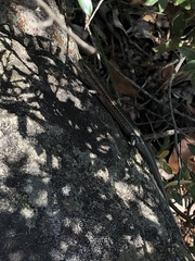 Pseudemoia entrecasteauxii