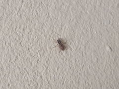 Menemerus bivittatus