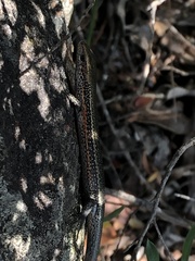 Pseudemoia entrecasteauxii
