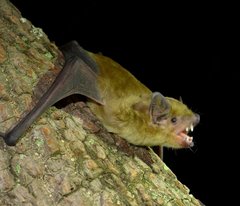 Scotophilus dinganii